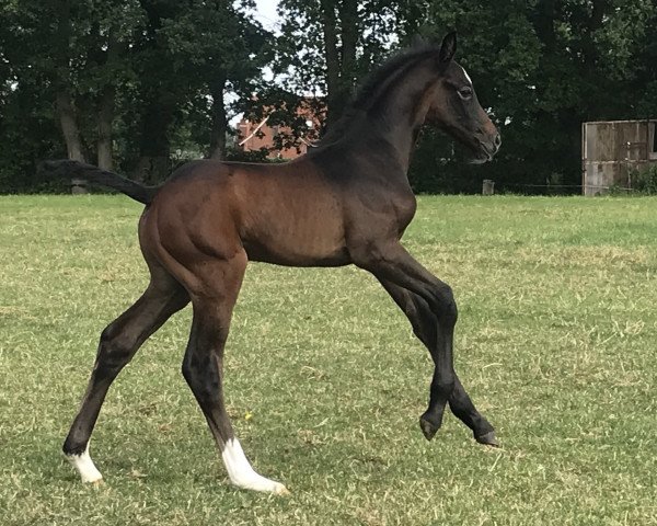horse Glenfield (Westphalian, 2019, from Glasgow van het Merelsnest)
