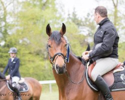 Springpferd Rainbow du Peca CH (Schweizer Warmblut, 2013, von Reichsgraf)
