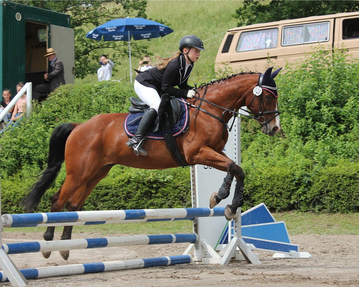 dressage horse Awesome San Badger (Quarter Horse, 2000, from Col Awesome Socks)