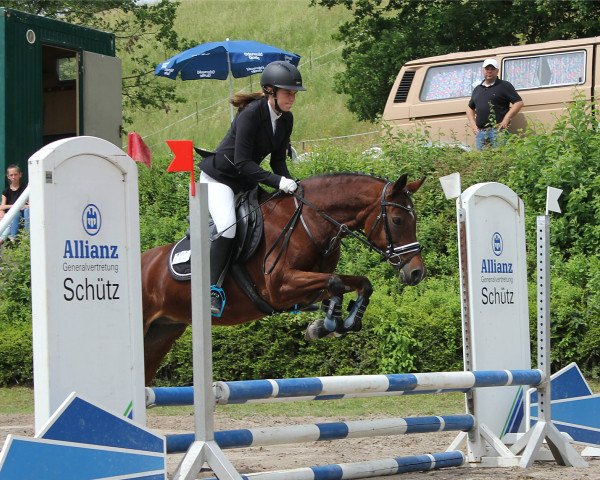 dressage horse Zaubermaus 14 (German Warmblood, 2000)