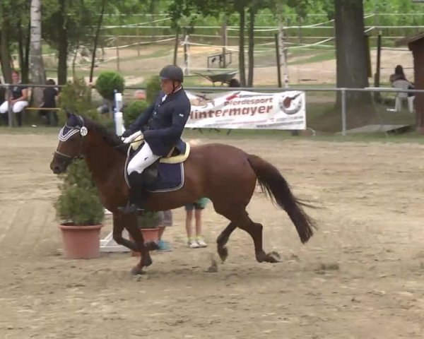 Reitturnier Königsbach 2016