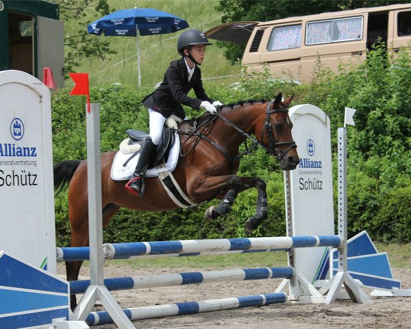 jumper M. D'S Momo (German Riding Pony, 2008, from Olympic H)