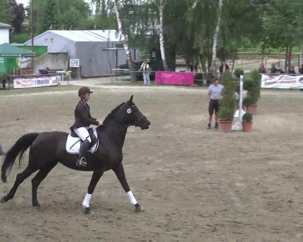Reitturnier Königsbach 2016