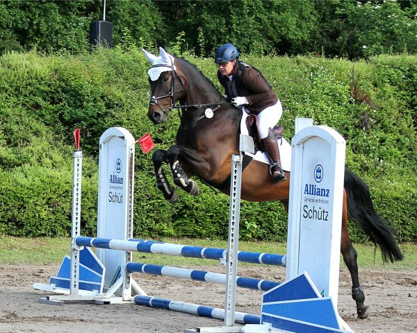 dressage horse Antares J (Trakehner, 2010, from Cadeau) dressage horse Antares J (Trakehner, 2010, from Cadeau)