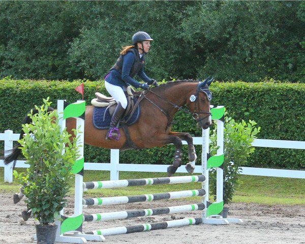 Springpferd Quentin 90 (Oldenburger Springpferd, 2007, von Quidam de Revel)