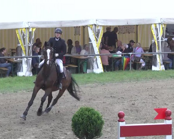 Reitturnier Königsbach 2016