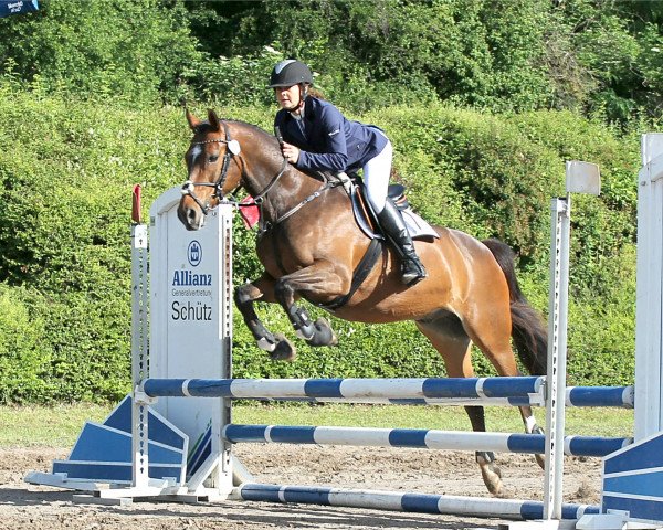 dressage horse Geronimo 702 (German Riding Pony, 2009, from FS Golden Highlight)