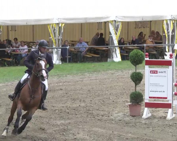 Reitturnier Königsbach 2016