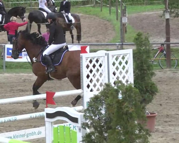 Reitturnier Königsbach 2016