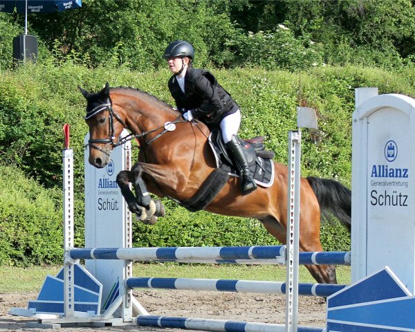 Dressurpferd DayDream 108 (Deutsches Reitpony, 2009, von Dirigent)