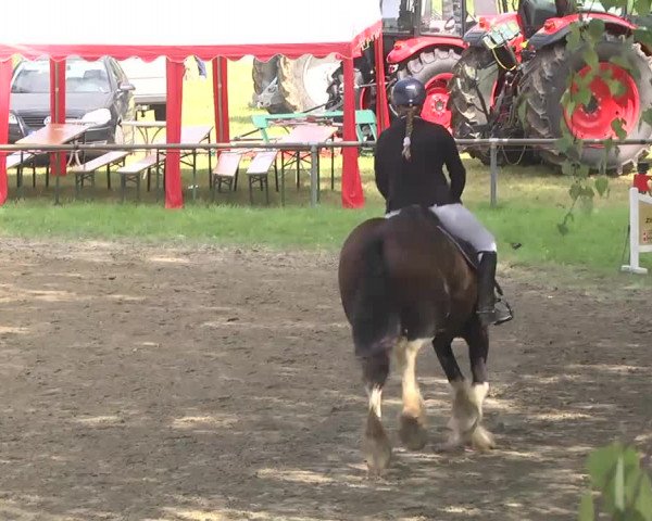Reitturnier Königsbach 2016