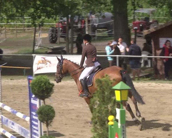 Reitturnier Königsbach 2016