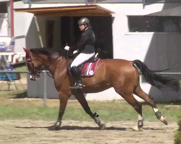Reitturnier Königsbach 2016