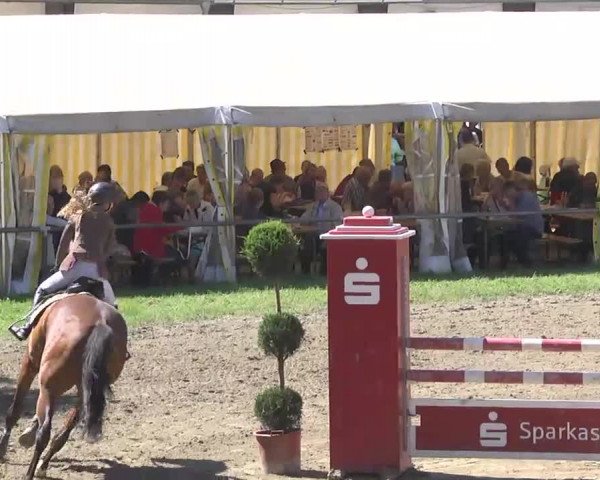 Reitturnier Königsbach 2016