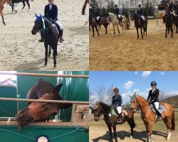 Dressurpferd O`malley (Deutsches Reitpony, 2012, von Ombri B)