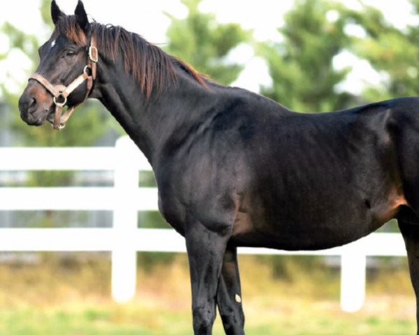 stallion El Corredor xx (Thoroughbred, 1997, from Mr. Greeley xx) stallion El Corredor xx (Thoroughbred, 1997, from Mr. Greeley xx)
