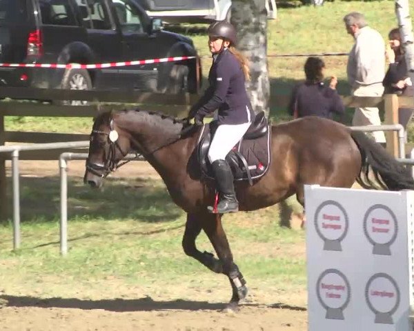 Reitturnier Königsbach 2016