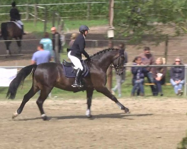 Reitturnier Königsbach 2016