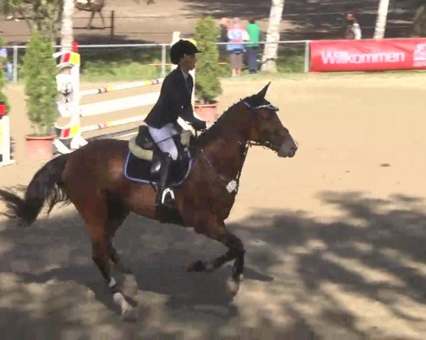 Reitturnier Königsbach 2016
