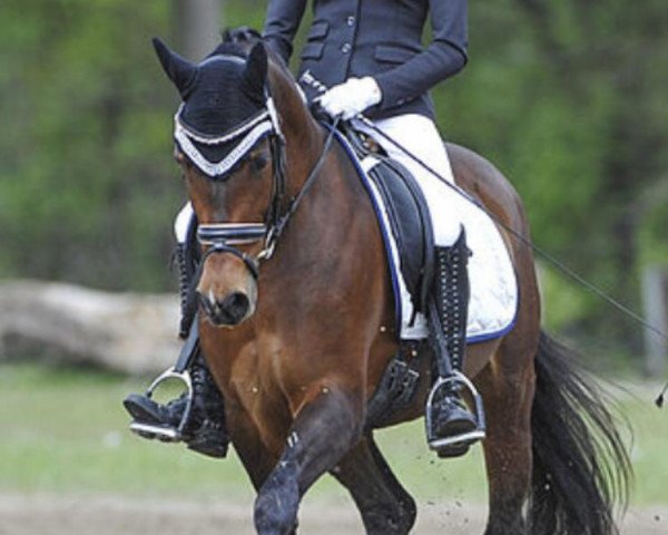broodmare Chiandra Pur Emotion (German Riding Pony, 2014, from Cosmopolitan NRW)