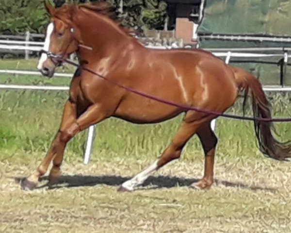 horse Bibiana (Hanoverian, 2016, from Belissimo NRW)