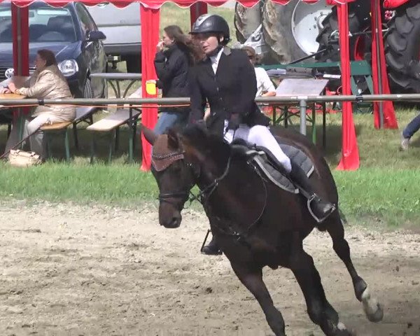 Reitturnier Königsbach 2016