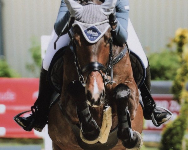 Springpferd Ilia H (KWPN (Niederländisches Warmblut), 2013, von Zacharov Tn)