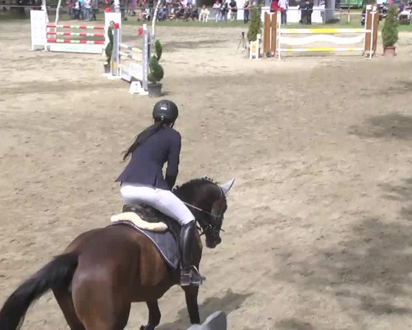 Reitturnier Königsbach 2016