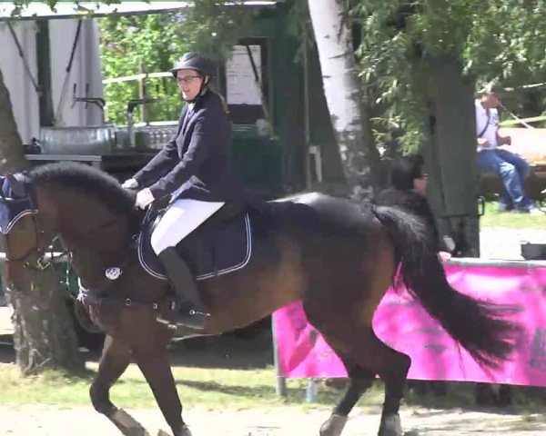 Reitturnier Königsbach 2016
