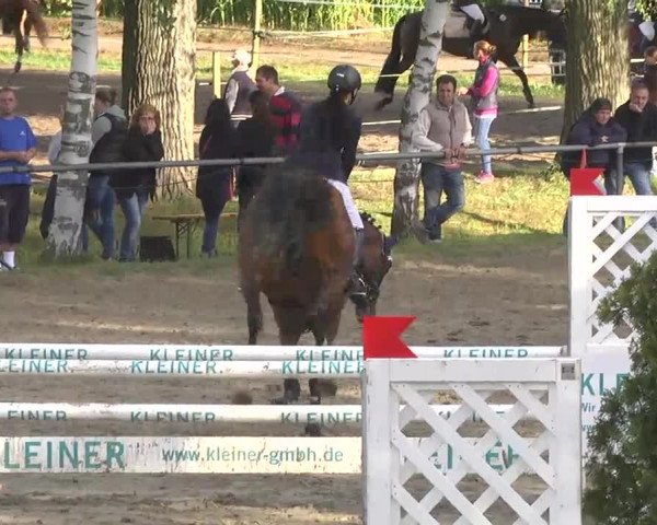 Reitturnier Königsbach 2016