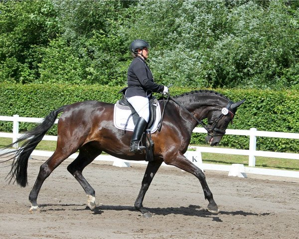 dressage horse Reanna B (Westphalian, 2007, from Rockford)