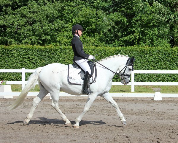 jumper Pilgaards Nicola Nikita (Connemara Pony, 2009, from Pady Melody d'Auxence)