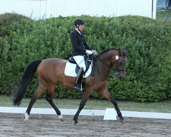 dressage horse Quivive 11 (Hanoverian, 2006, from Quite Capitol) dressage horse Quivive 11 (Hanoverian, 2006, from Quite Capitol)