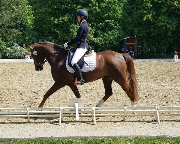 jumper Halifix 3 (German Riding Pony, 2013, from Halifax)