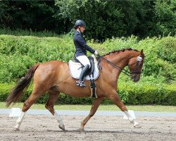 dressage horse Flying Steps 3 (KWPN (Royal Dutch Sporthorse), 2011, from Westenwind)