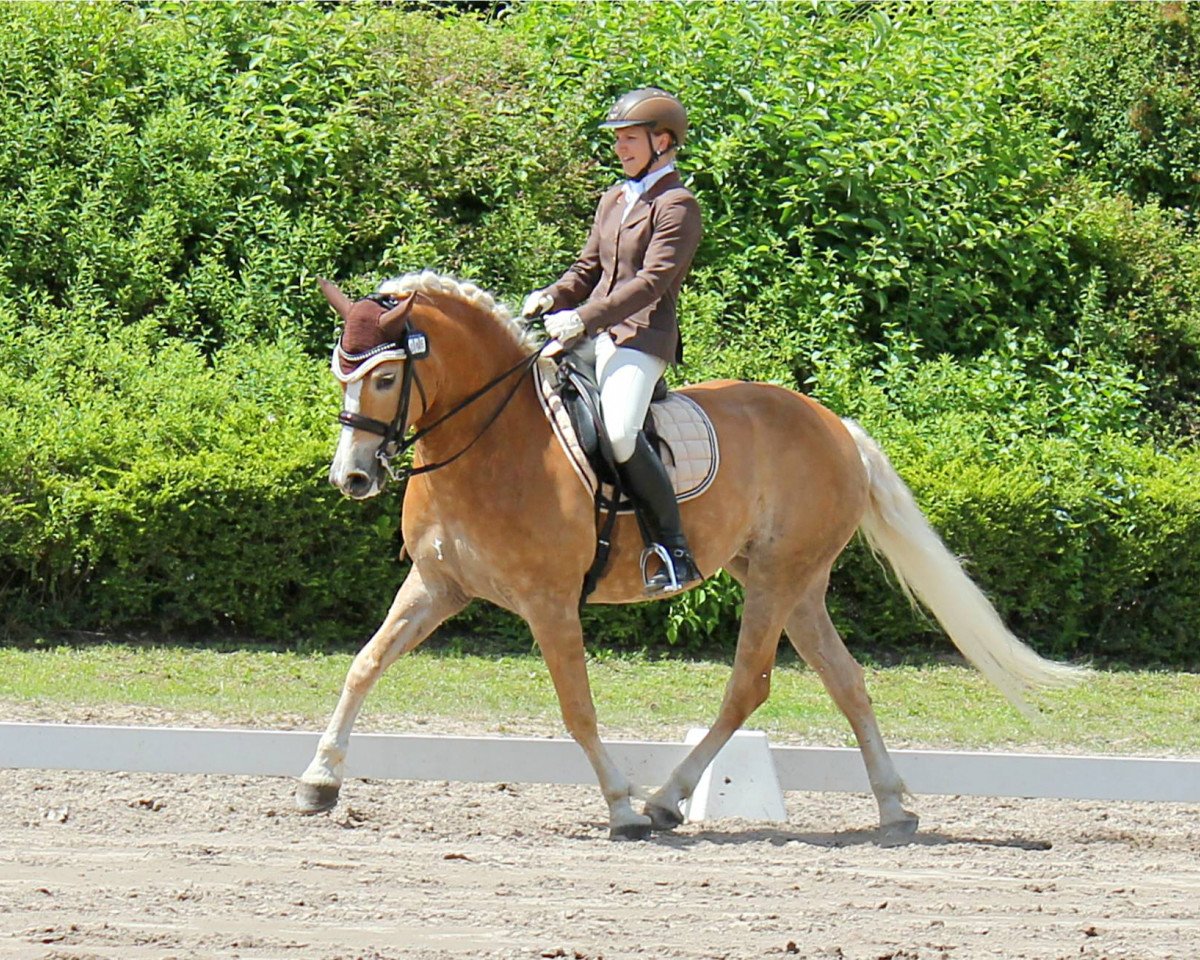 dressage horse Alexa von der Winterbach (Haflinger, 2012, from Atlantic)