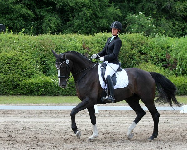 dressage horse Dakira R (Hanoverian, 2005, from Don Frederico) dressage horse Dakira R (Hanoverian, 2005, from Don Frederico)