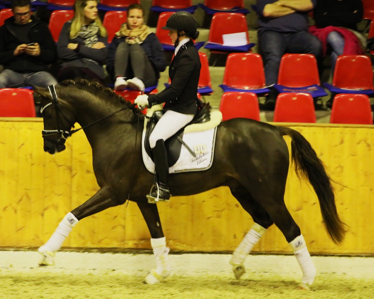 Deckhengst Dynamic E 3 (Deutsches Reitpony, 2016, von Dance Star AT NRW)