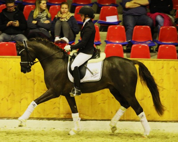 stallion Dynamic E 3 (German Riding Pony, 2016, from Dance Star AT NRW)