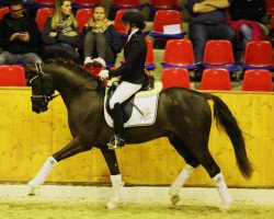 Deckhengst Dynamic E 3 (Deutsches Reitpony, 2016, von Dance Star AT NRW)