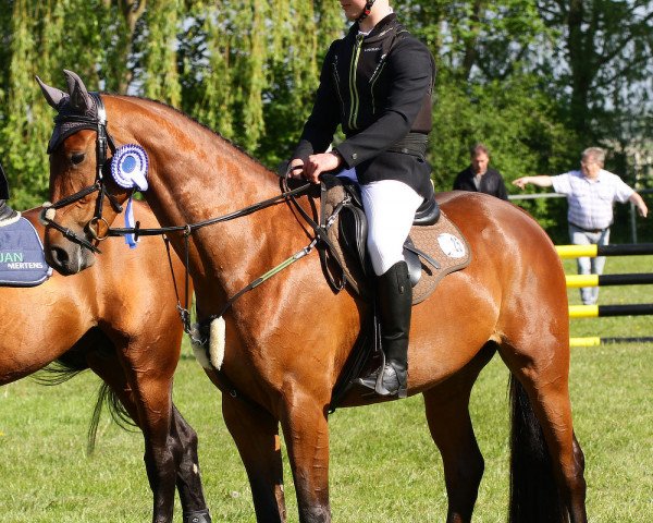 jumper Camilla 155 (German Sport Horse, 2015, from Cezaro)