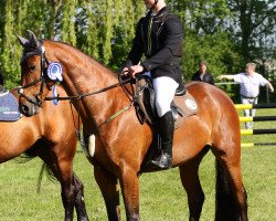 Springpferd Camilla 155 (Deutsches Sportpferd, 2015, von Cezaro)