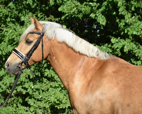 Pferd Crescendo (Deutsches Reitpony, 2009, von Cyriac WE)