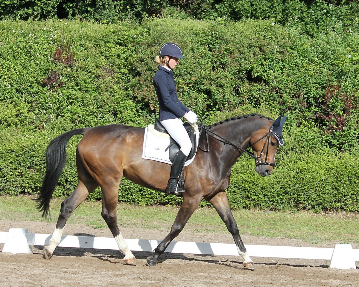 jumper Dumpy 3 (KWPN (Royal Dutch Sporthorse), 2008, from Tolan R)