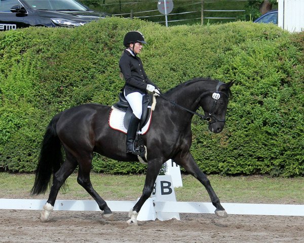 dressage horse Dancing for this girl (Hanoverian, 2008, from Dancier)