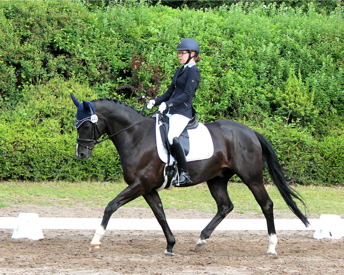 Dressurpferd Rolex 118 (Hannoveraner, 2007, von Ritter Remus)