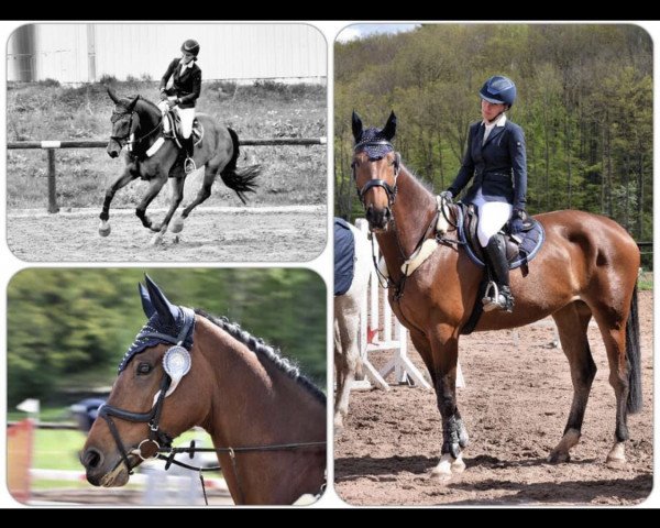 broodmare La Comera (Oldenburg show jumper, 2012, from Con Chello)