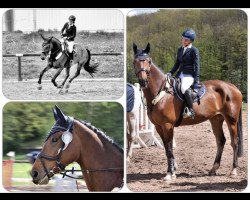 broodmare La Comera (Oldenburg show jumper, 2012, from Con Chello)