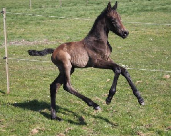 broodmare Cocobelle (Hanoverian, 2019, from Cristallo I)