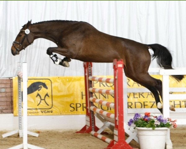 broodmare Quidam Blue (Hanoverian, 2006, from Quidam's Rubin)